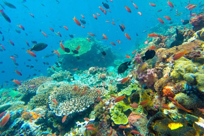 Full-Day Trip to Koh Tao and Koh Nang Yuan From Koh Samui by Speedboat - Exploring Koh Tao