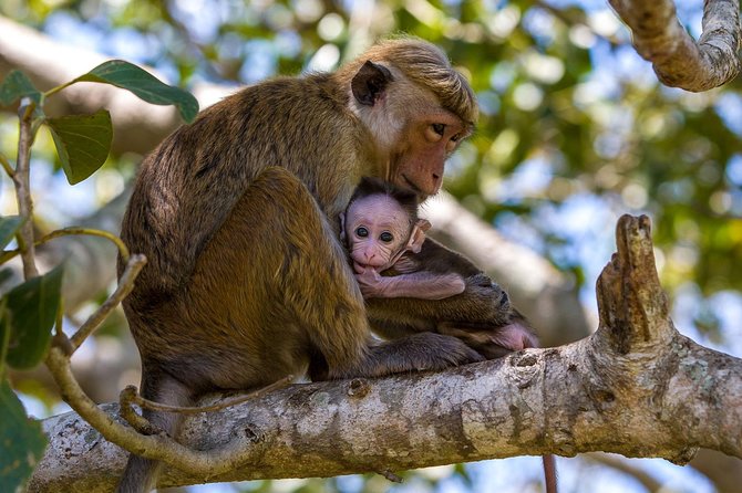 Full Day Wilpaththu National Park Safari (All Inclusive) - Customer Feedback