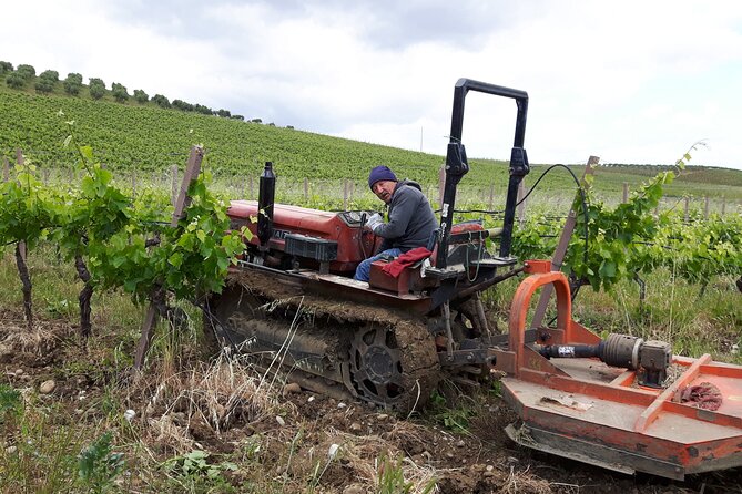 Full-Day Wine Tour in Western Sicily - Wine Varietals to Discover