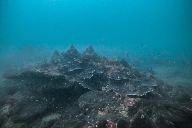 Fun Dives For Certified Divers - Health and Safety Guidelines