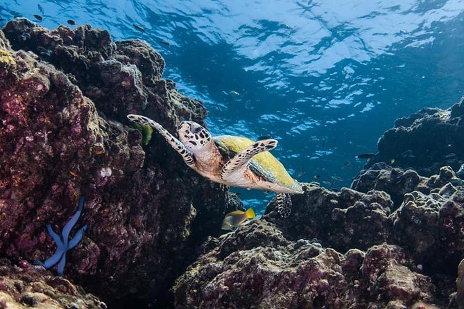 Fun Diving Safari Day Trip From Koh Lanta - Certified Divers - Requirements for Participants