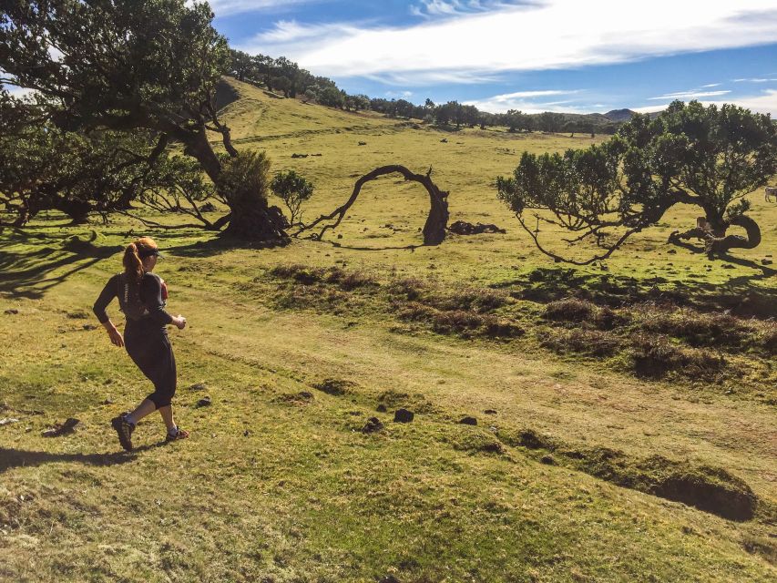 Funchal: Fanal Ancient Forest Running Tour - Requirements and Preparations