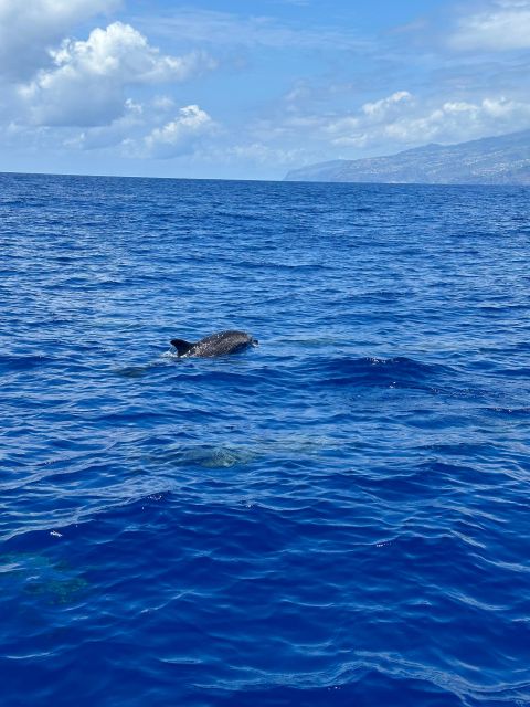 Funchal: Swim With Dolphins / Dolphin&Whale Watching by RIB - Preparing for the Tour