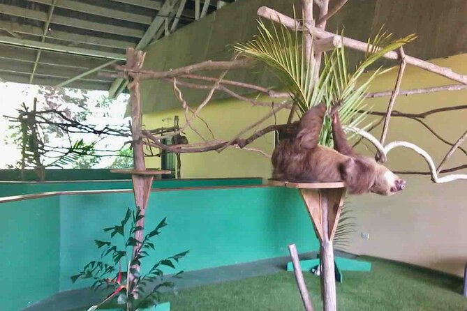 Gamboa Wildlife and Sloth Sanctuary Tour With Pickup - Tips for an Enjoyable Experience