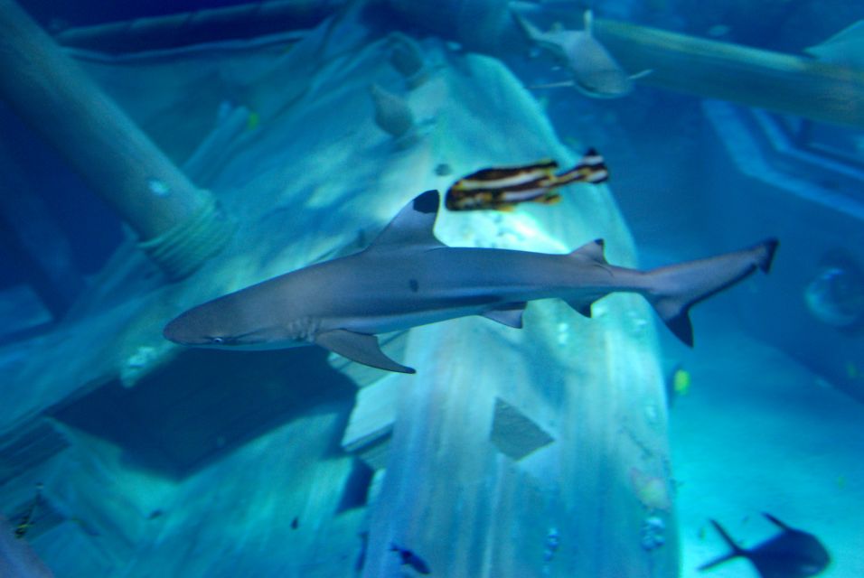 Gardaland SEA LIFE Aquarium: Open Date Entry Ticket - Policies and Guidelines