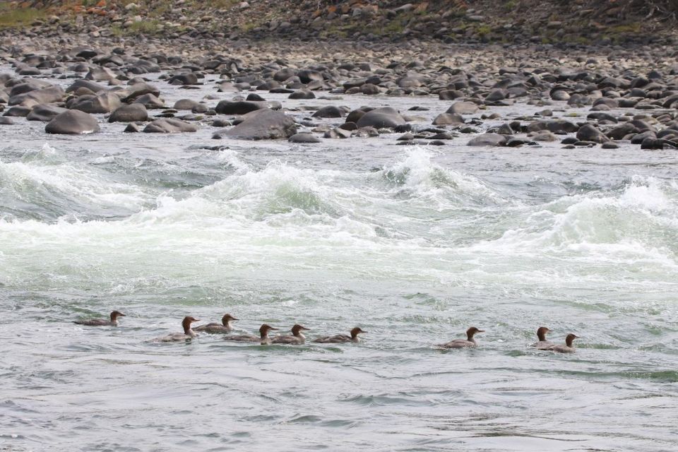 Gardiner: Scenic Raft Float on the Yellowstone River - Safety and Equipment Provided