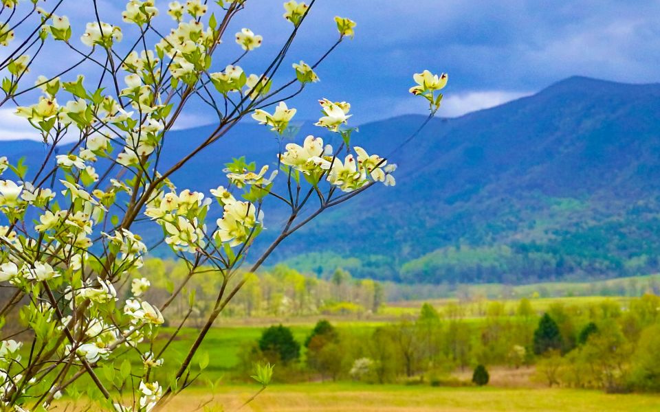 Gatlinburg: App-Based Great Smoky Mountains Park Audio Guide - Experience the Chimney Tops Trail