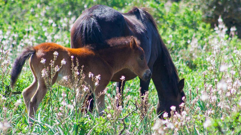 Giara Park: Visit to the P.AR.C. and the Cavallino Museum - Nature Walk Experience