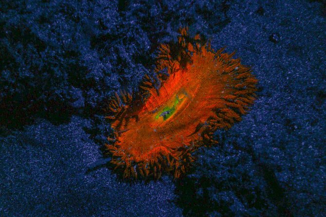 Glow Night Diving - Meeting and Start Details