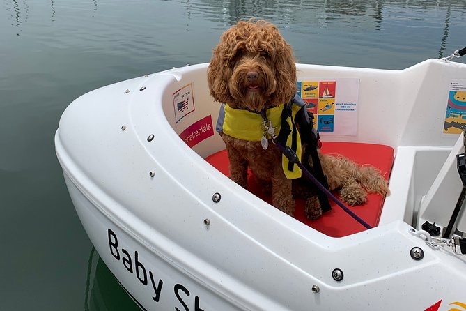 Glow Pedal Boat Rental in San Diego Bay! Night Date Idea! - Customer Experience and Feedback