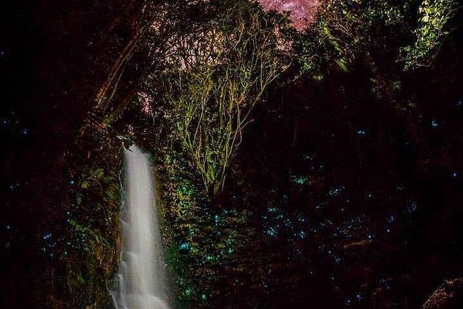 Glowworm Canyoning Adventure - Private Tour From Auckland - The Glowworm Experience