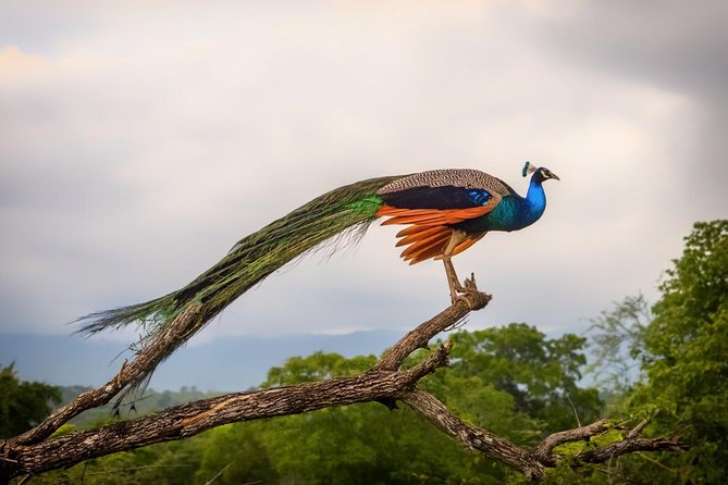 GO WILD! Double Safari Day Trip (Yala & Udawalawe) - Private & All Inclusive - Pickup and Drop-off Details