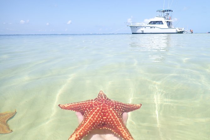 Grand Cayman Cruise: Starfish Point, Stingray City, Coral Garden - Guest Reviews