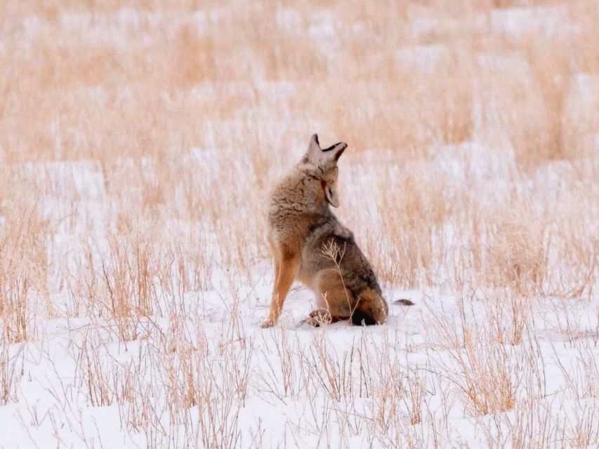 Grand Teton National Park: 4-Hour Guided Wildlife Adventure - Tour Start Times and Vehicles