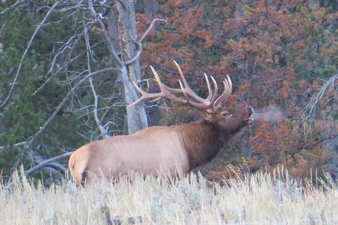 Grand Teton National Park - Sunrise Tour From Jackson Hole - Pricing and Booking