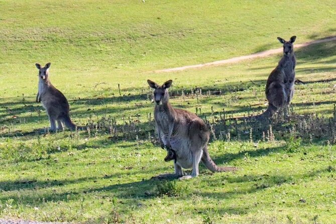 Great Ocean Road and Wildlife Tour for Backpackers Aged 18-35 - Customer Experiences and Reviews