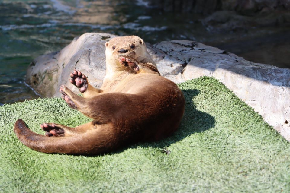 Guadalajara: Ticket to Michin Aquarium - Learning Opportunities