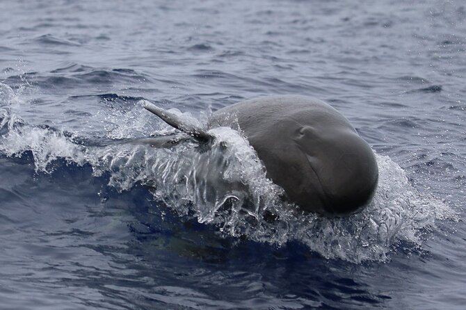 Guaranteed Dolphin and Whale Watch Tour in Kona - Booking Information