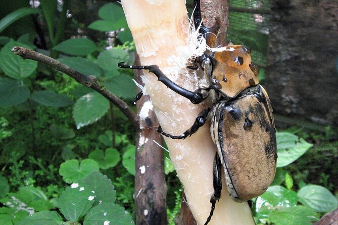 Guided Butterfly Conservatory Tour in Costa Rica - Wildlife Encounters