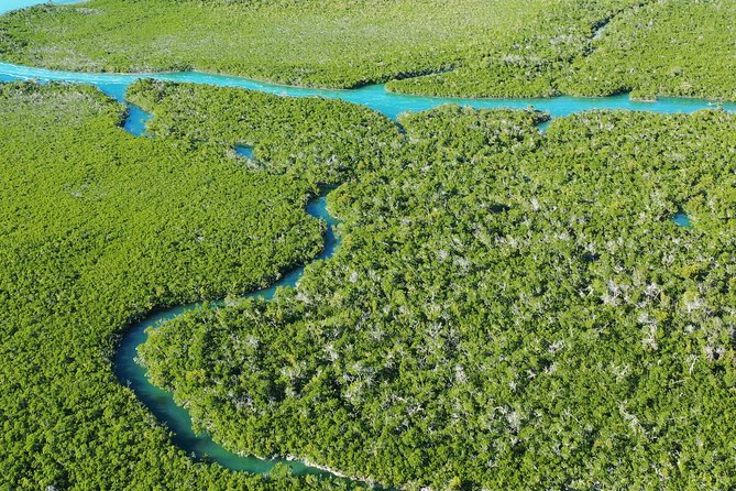 Guided Clear Kayak Eco-Tour Near Key West - Wildlife Encounters on the Tour