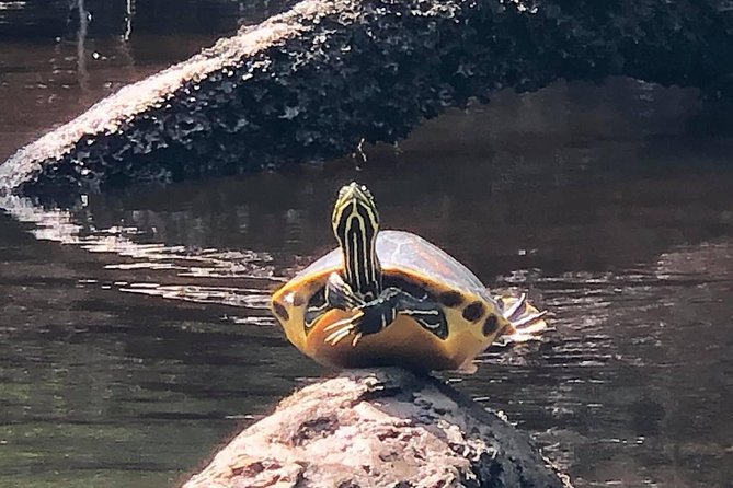 Guided Kayak Eco Tour: Real Florida Adventure - Wildlife Observation