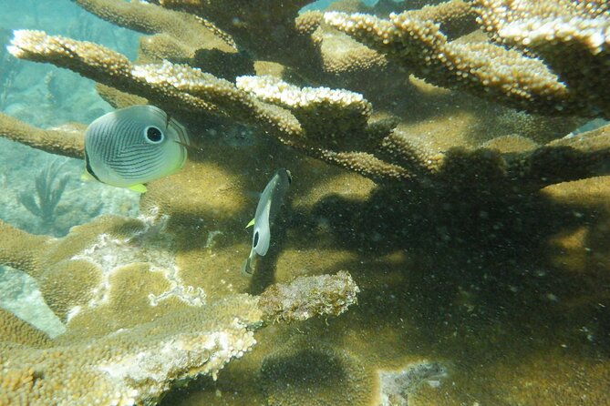 Guided Shore Diving Tour - Requirements for Divers