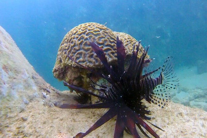 Guided Snorkel Tour for Beginners in Honolulu - Tips for Beginners