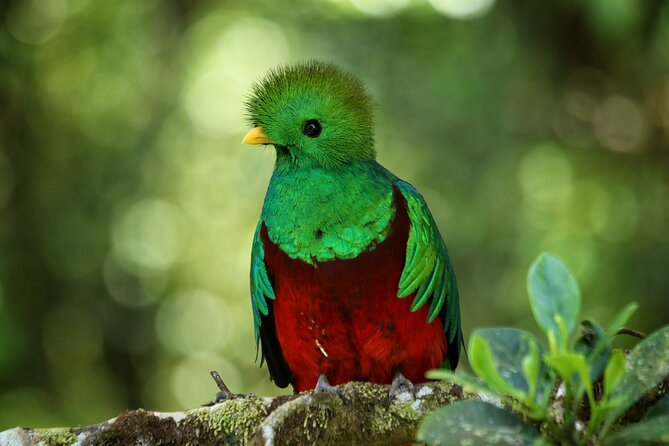 Guided Walk to the Monteverde Cloud Forest Preserve - Wildlife Spotting Opportunities