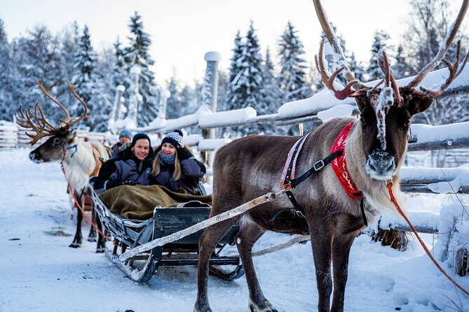 Half-Day Experience in Local Reindeer Farm in Lapland - Participant Feedback and Reviews