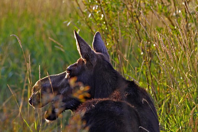 Half Day Group Sunrise Wildlife Safari - Customer Feedback and Reviews