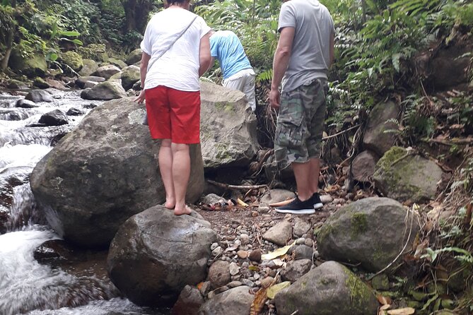 Half-Day Nature and Panorama Tour in Martinique - Pricing and Cancellation Policy
