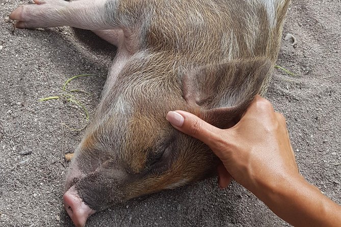 Half-Day Pig Island & Snorkeling Experience - Reviews