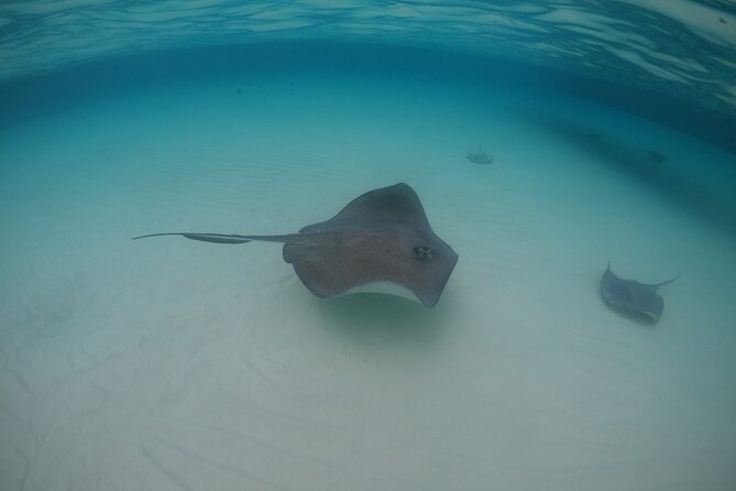 Half-Day Private Stingray City Charter - Grand Cayman - BTC - Important Guidelines