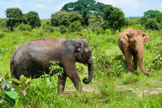 Half Day Udawalawe Safari (Entrance + Lunch) - Wildlife and Nature