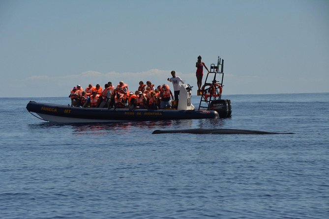Half-Day Whale and Dolphin Watching Tour in Ponta Delgada - Tour Meeting Point and Logistics