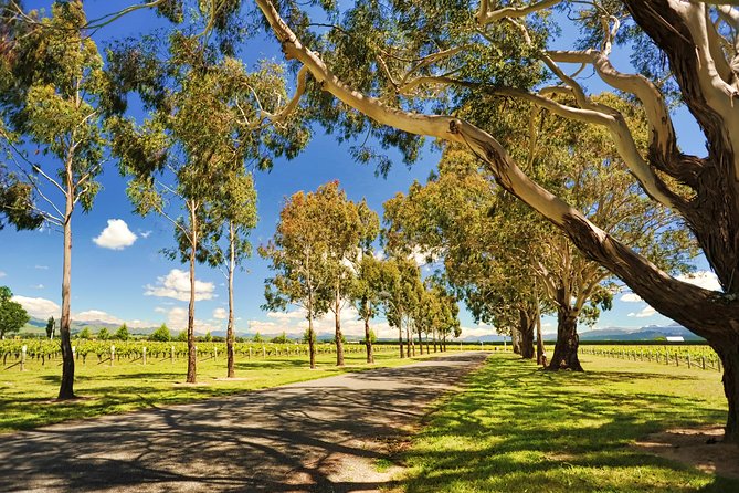 Half-Day Wine Tour From Blenheim - Wine Tasting Experience