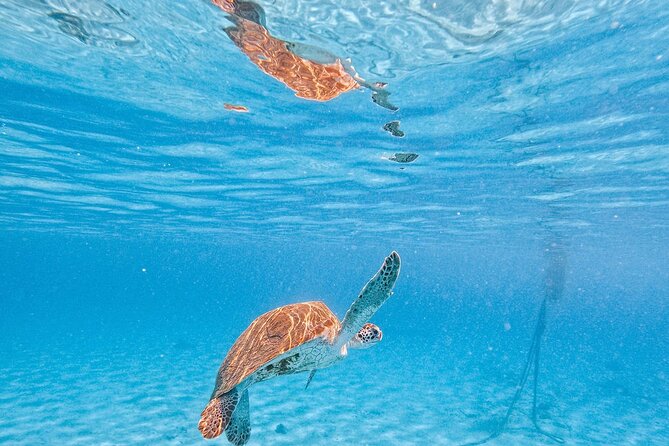 Hato Caves, Turtles & Beach - Snorkeling With Turtles