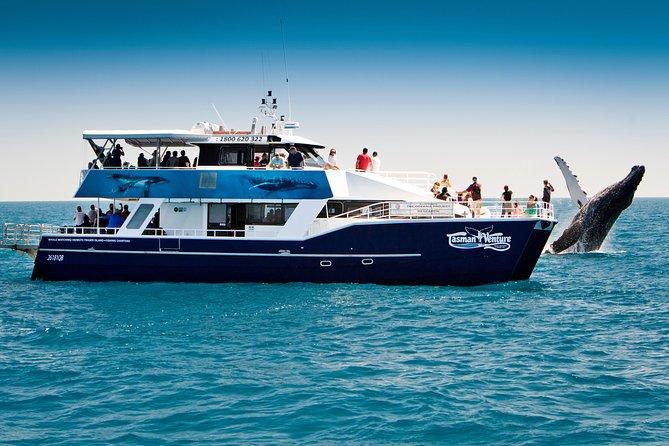 Hervey Bay Whale Watching Cruise - What to Bring on the Cruise