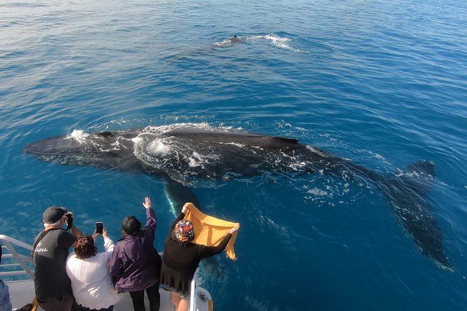Hervey Bay Whale Watching Experience - Tour Experience Highlights