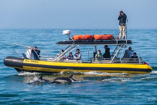 High Speed Zodiac Whale Watching Safari From Dana Point - Pricing and Booking Details
