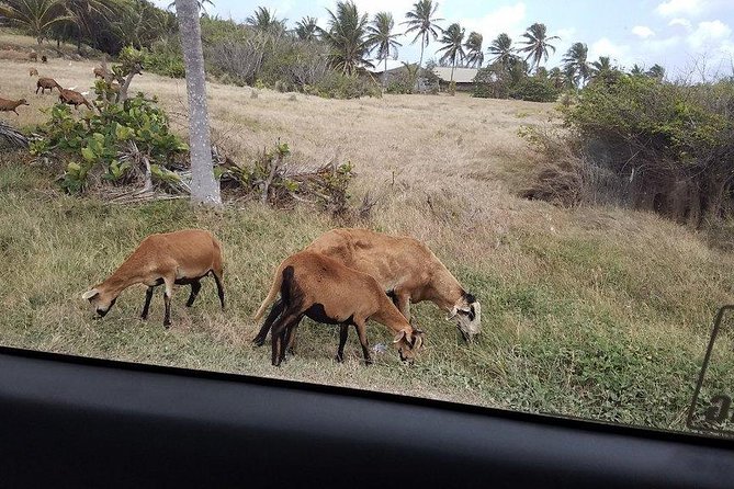 Highlights of Barbados Sightseeing Tour - Schedule and Availability