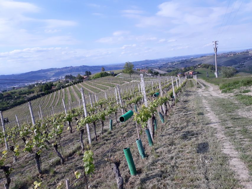 Hiking and Wine Tour Starting From Alba - Scenic Highlights