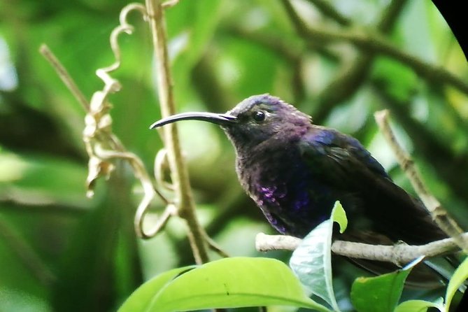 Hiking in the Cloud Forest - Tips for Enjoying the Experience