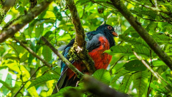 Hiking Lovers (Hanging Bridges + La Fortuna Waterfall + Volcano Hike) - Traveler Information and Tips