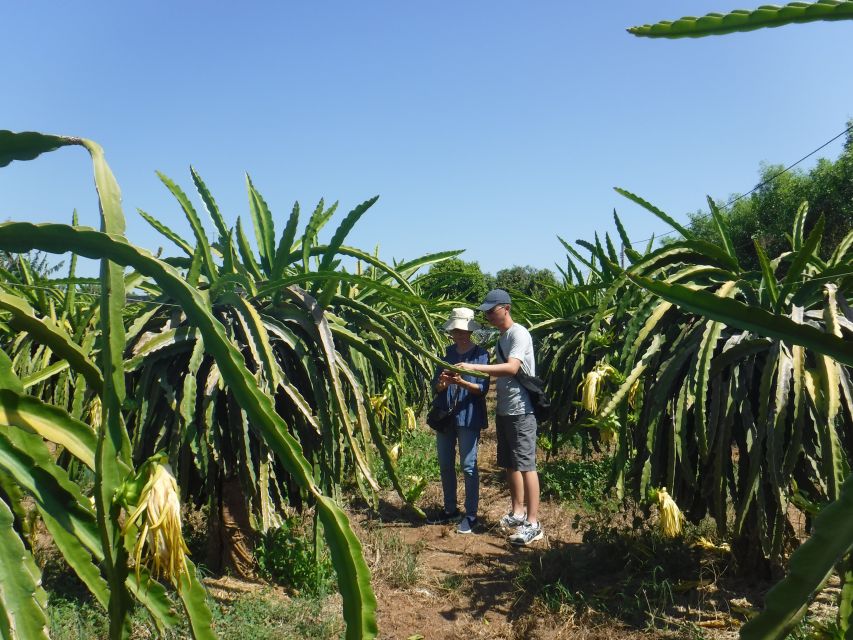 Ho Coc Beach, Nature Reserve & Dragon Fruit Farm Day Tour - Visit to the Dragon Fruit Farm