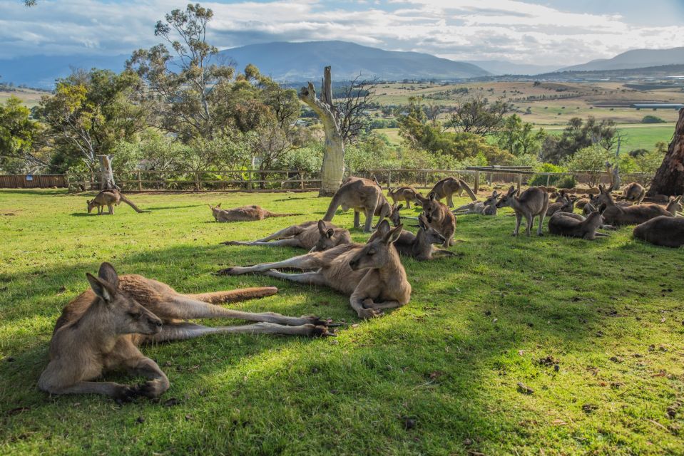 Hobart Highlights Day Tour - Important Information