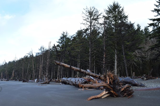 Hoh Rain Forest and Rialto Beach Guided Tour in Olympic National Park - Tips for Preparation