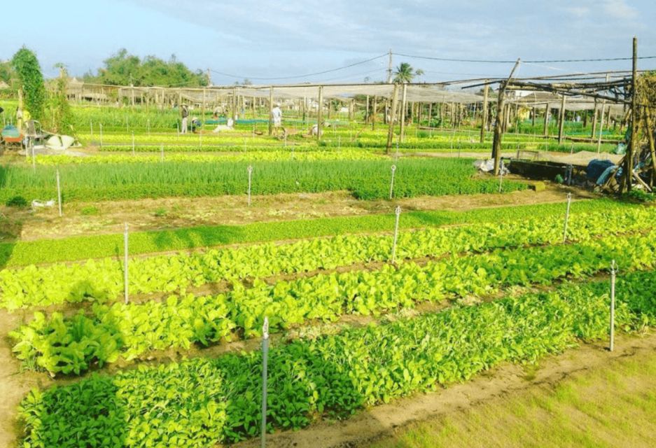 Hoi An: Tra Que Herb Village Cooking Class - Included Amenities