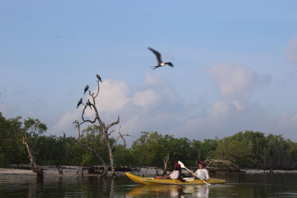 Holbox: Guided Sunrise Kayak Tour Through Mangrove Reserve - Pickup and Drop-off Service