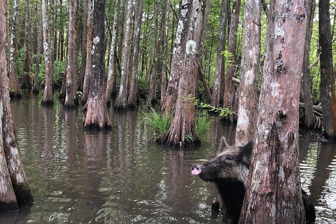 Honey Island Swamp Boat Tour With Transportation From New Orleans - Transportation Details